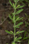 Drummond's false pennyroyal